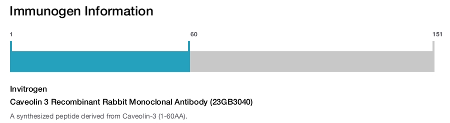 Caveolin 3 Recombinant Rabbit Monoclonal Antibody (23GB3040)