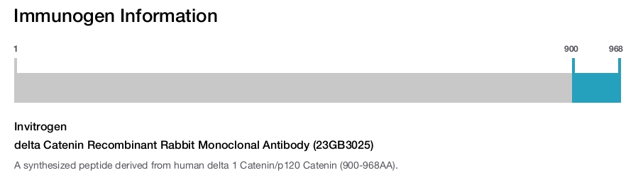 delta Catenin Recombinant Rabbit Monoclonal Antibody (23GB3025)