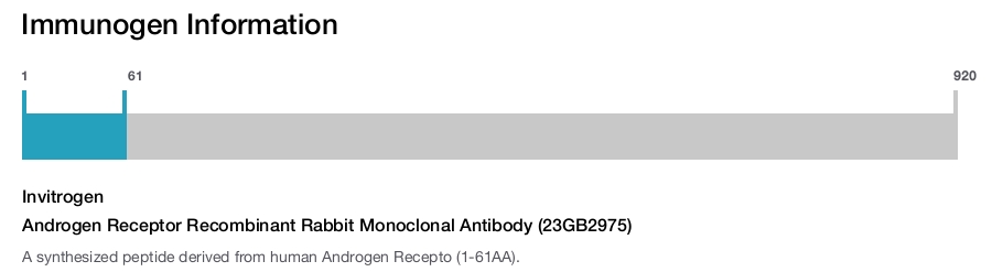 Androgen Receptor Recombinant Rabbit Monoclonal Antibody (23GB2975)