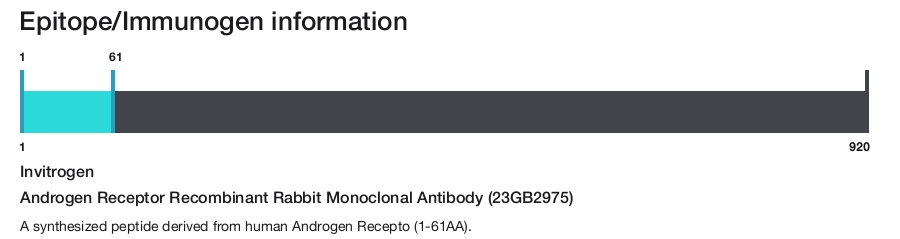 Androgen Receptor Recombinant Rabbit Monoclonal Antibody (23GB2975)