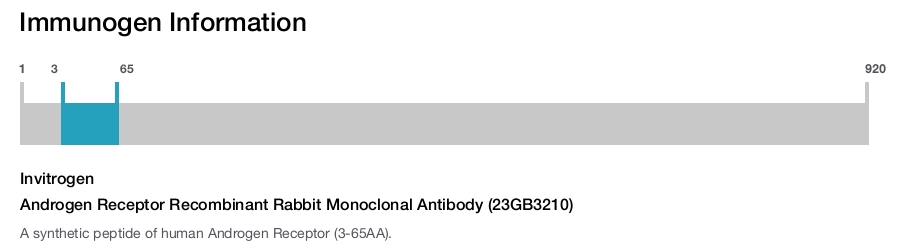 Androgen Receptor Recombinant Rabbit Monoclonal Antibody (23GB3210)