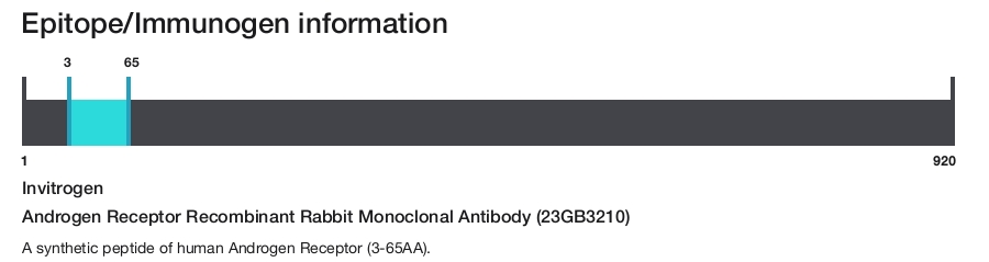 Androgen Receptor Recombinant Rabbit Monoclonal Antibody (23GB3210)