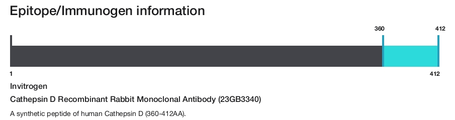 Cathepsin D Recombinant Rabbit Monoclonal Antibody (23GB3340)