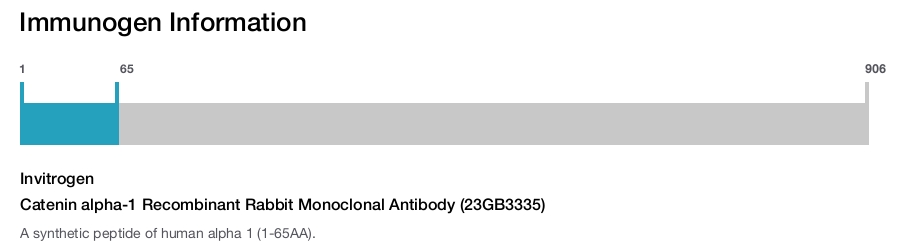 Catenin alpha-1 Recombinant Rabbit Monoclonal Antibody (23GB3335)