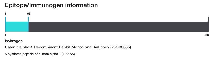 Catenin alpha-1 Recombinant Rabbit Monoclonal Antibody (23GB3335)