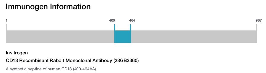 CD13 Recombinant Rabbit Monoclonal Antibody (23GB3360)