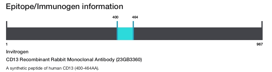 CD13 Recombinant Rabbit Monoclonal Antibody (23GB3360)