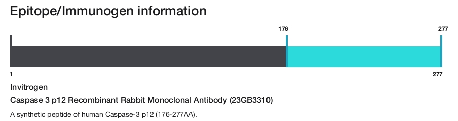 Caspase 3 p12 Recombinant Rabbit Monoclonal Antibody (23GB3310)