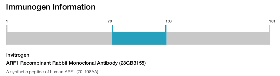 ARF1 Recombinant Rabbit Monoclonal Antibody (23GB3155)