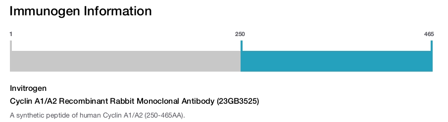 Cyclin A1/A2 Recombinant Rabbit Monoclonal Antibody (23GB3525)