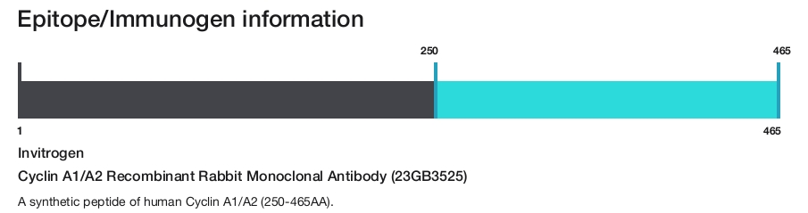 Cyclin A1/A2 Recombinant Rabbit Monoclonal Antibody (23GB3525)