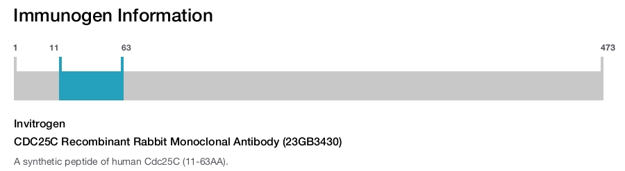CDC25C Recombinant Rabbit Monoclonal Antibody (23GB3430)