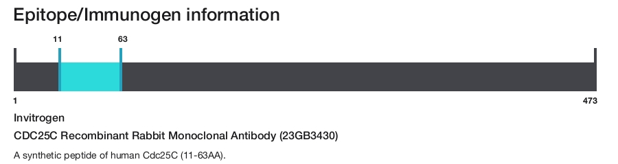 CDC25C Recombinant Rabbit Monoclonal Antibody (23GB3430)