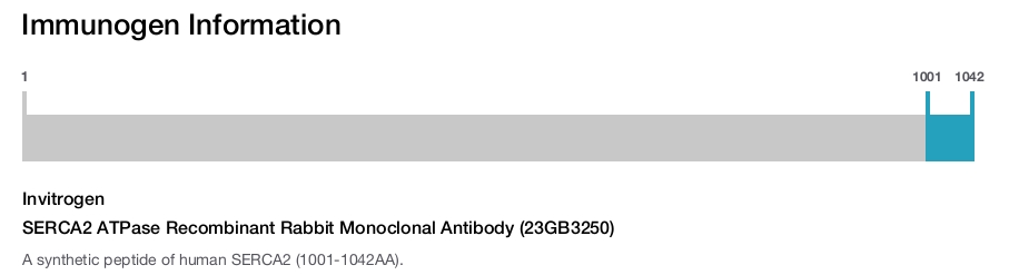 SERCA2 ATPase Recombinant Rabbit Monoclonal Antibody (23GB3250)