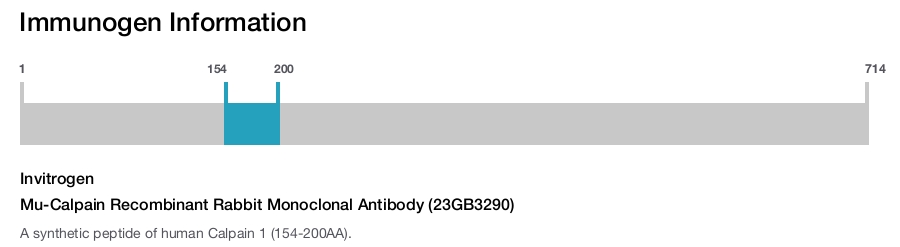 Mu-Calpain Recombinant Rabbit Monoclonal Antibody (23GB3290)