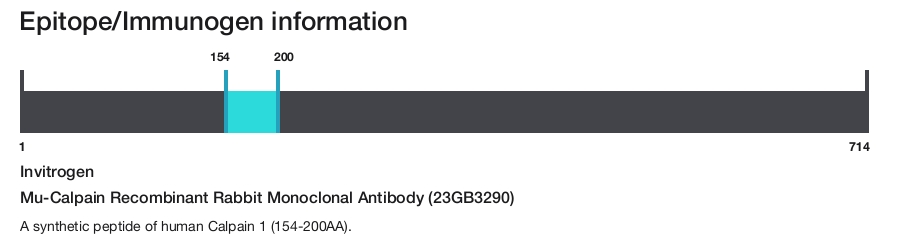Mu-Calpain Recombinant Rabbit Monoclonal Antibody (23GB3290)