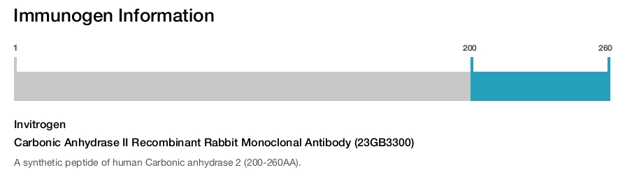 Carbonic Anhydrase II Recombinant Rabbit Monoclonal Antibody (23GB3300)