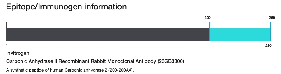 Carbonic Anhydrase II Recombinant Rabbit Monoclonal Antibody (23GB3300)