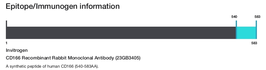 CD166 Recombinant Rabbit Monoclonal Antibody (23GB3405)