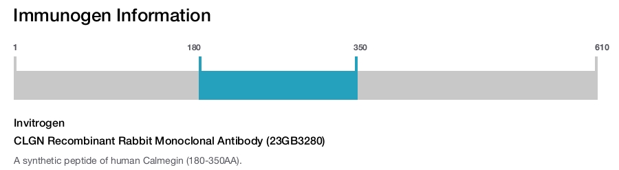 CLGN Recombinant Rabbit Monoclonal Antibody (23GB3280)