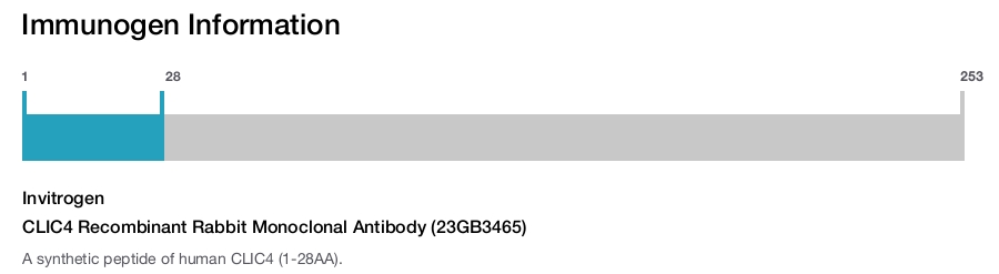 CLIC4 Recombinant Rabbit Monoclonal Antibody (23GB3465)
