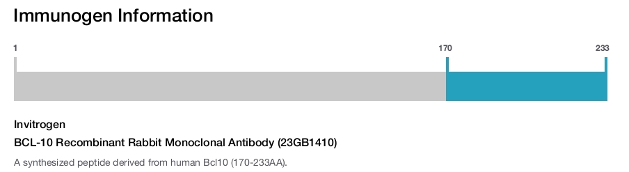 BCL-10 Recombinant Rabbit Monoclonal Antibody (23GB1410)