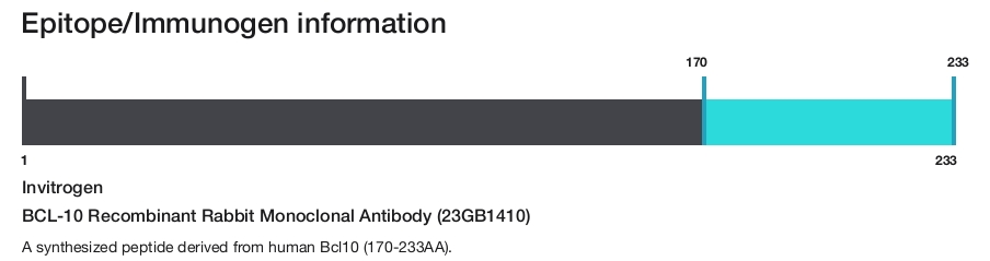 BCL-10 Recombinant Rabbit Monoclonal Antibody (23GB1410)