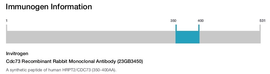Cdc73 Recombinant Rabbit Monoclonal Antibody (23GB3450)