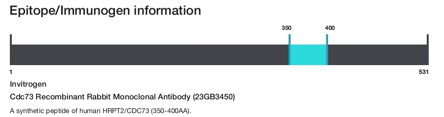 Cdc73 Recombinant Rabbit Monoclonal Antibody (23GB3450)