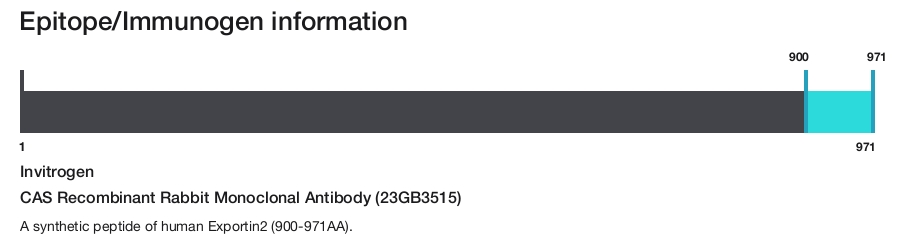 CAS Recombinant Rabbit Monoclonal Antibody (23GB3515)