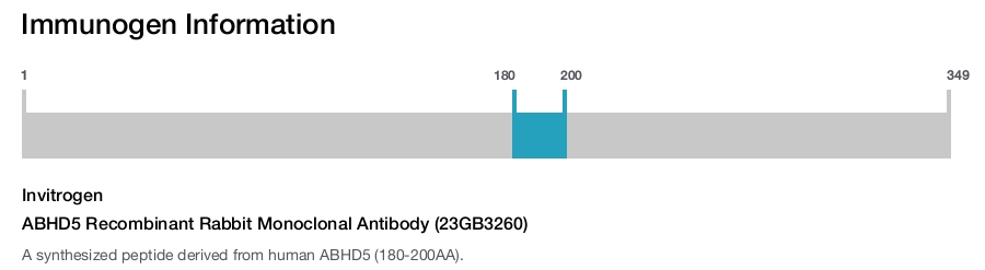 ABHD5 Recombinant Rabbit Monoclonal Antibody (23GB3260)