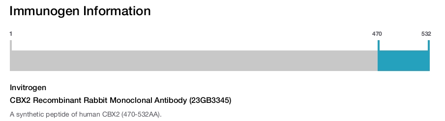 CBX2 Recombinant Rabbit Monoclonal Antibody (23GB3345)