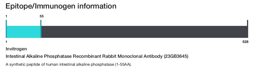 Intestinal Alkaline Phosphatase Recombinant Rabbit Monoclonal Antibody (23GB3645)