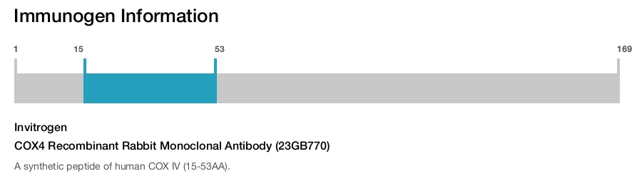 COX4 Recombinant Rabbit Monoclonal Antibody (23GB770)