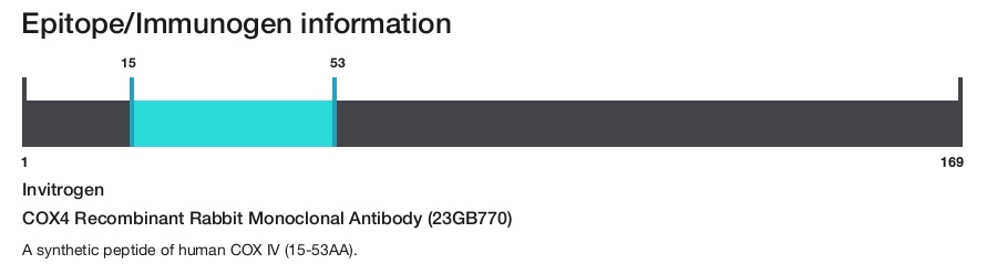 COX4 Recombinant Rabbit Monoclonal Antibody (23GB770)