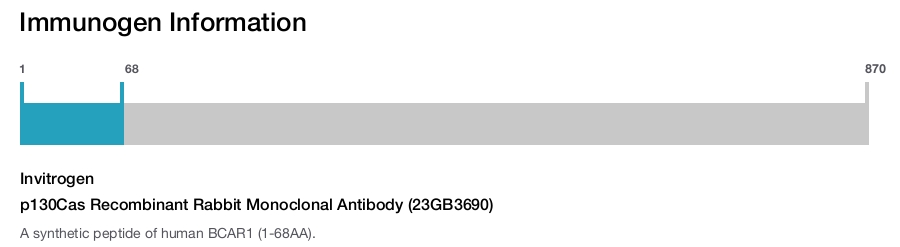 p130Cas Recombinant Rabbit Monoclonal Antibody (23GB3690)