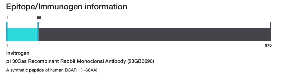 p130Cas Recombinant Rabbit Monoclonal Antibody (23GB3690)