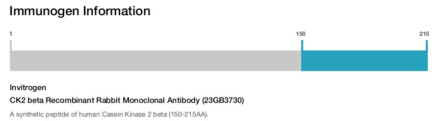 CK2 beta Recombinant Rabbit Monoclonal Antibody (23GB3730)