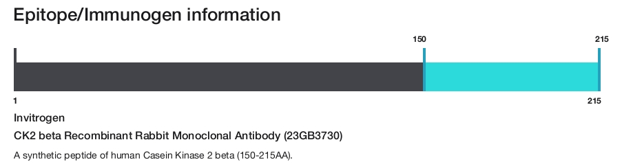 CK2 beta Recombinant Rabbit Monoclonal Antibody (23GB3730)
