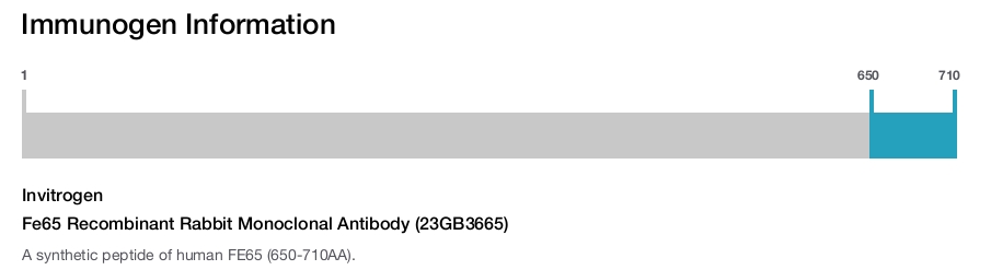 Fe65 Recombinant Rabbit Monoclonal Antibody (23GB3665)