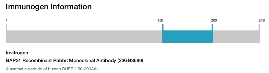 BAP31 Recombinant Rabbit Monoclonal Antibody (23GB3680)