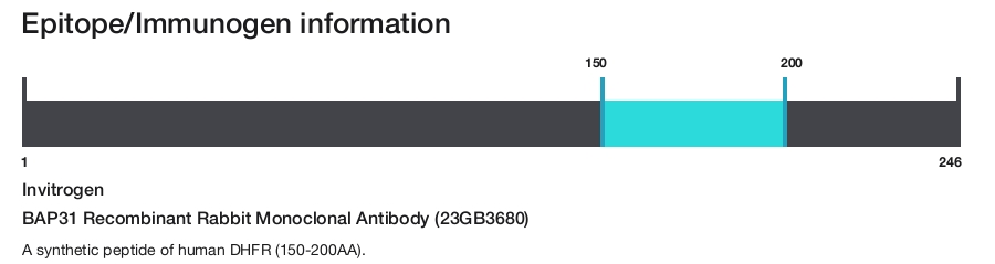 BAP31 Recombinant Rabbit Monoclonal Antibody (23GB3680)