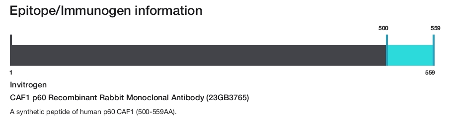 CAF1 p60 Recombinant Rabbit Monoclonal Antibody (23GB3765)