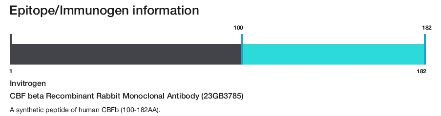 CBF beta Recombinant Rabbit Monoclonal Antibody (23GB3785)