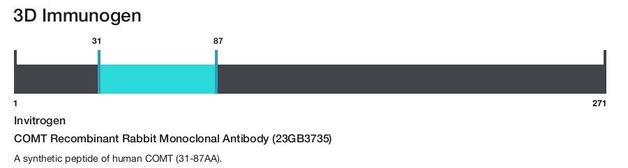 COMT Recombinant Rabbit Monoclonal Antibody (23GB3735)
