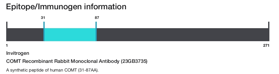 COMT Recombinant Rabbit Monoclonal Antibody (23GB3735)