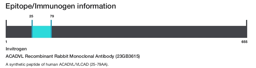 ACADVL Recombinant Rabbit Monoclonal Antibody (23GB3615)