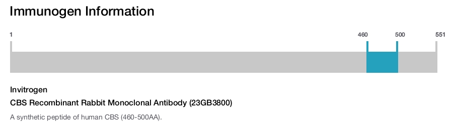 CBS Recombinant Rabbit Monoclonal Antibody (23GB3800)