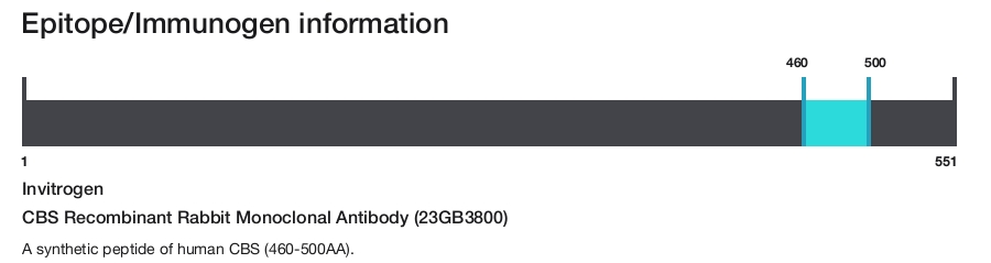 CBS Recombinant Rabbit Monoclonal Antibody (23GB3800)