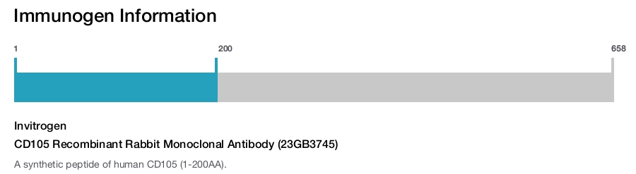 CD105 Recombinant Rabbit Monoclonal Antibody (23GB3745)